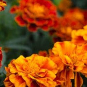 Meet your Posher, Paramjit